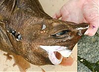 Fauna & Flora: Anglerfishes, deap sea fish
