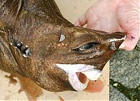 TopRq.com search results: Anglerfishes, deap sea fish