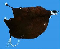 TopRq.com search results: Anglerfishes, deap sea fish