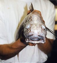 Fauna & Flora: Anglerfishes, deap sea fish