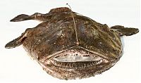 TopRq.com search results: Anglerfishes, deap sea fish