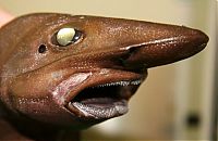 Fauna & Flora: Anglerfishes, deap sea fish