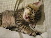 Fauna & Flora: cute baby pet animal