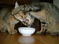 Fauna & Flora: cute baby pet animal