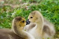 TopRq.com search results: cute baby pet animal