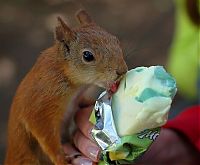 Fauna & Flora: cute baby pet animal