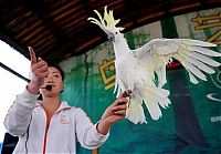 Fauna & Flora: Bird Sports Meeting, China