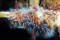 Fauna & Flora: underwater creature