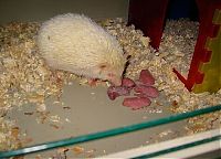 TopRq.com search results: birth of hedgehogs