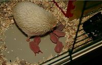 Fauna & Flora: birth of hedgehogs