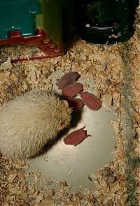 Fauna & Flora: birth of hedgehogs