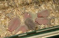 TopRq.com search results: birth of hedgehogs