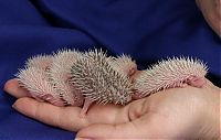 TopRq.com search results: birth of hedgehogs