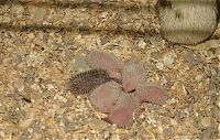 TopRq.com search results: birth of hedgehogs