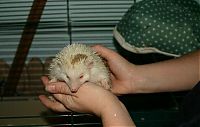 TopRq.com search results: birth of hedgehogs