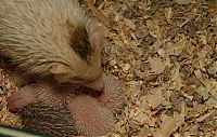 TopRq.com search results: birth of hedgehogs