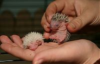 Fauna & Flora: birth of hedgehogs