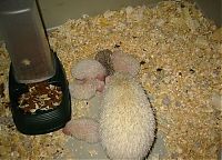 TopRq.com search results: birth of hedgehogs