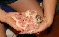 TopRq.com search results: birth of hedgehogs