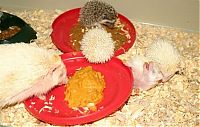 TopRq.com search results: birth of hedgehogs