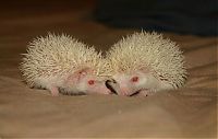 Fauna & Flora: birth of hedgehogs