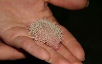 TopRq.com search results: birth of hedgehogs