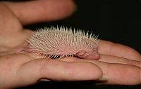 TopRq.com search results: birth of hedgehogs