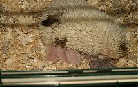 TopRq.com search results: birth of hedgehogs