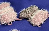 TopRq.com search results: birth of hedgehogs