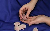 TopRq.com search results: birth of hedgehogs