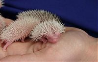 Fauna & Flora: birth of hedgehogs