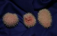 TopRq.com search results: birth of hedgehogs