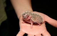 TopRq.com search results: birth of hedgehogs