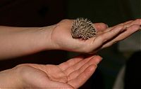 TopRq.com search results: birth of hedgehogs