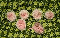 TopRq.com search results: birth of hedgehogs