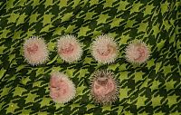 TopRq.com search results: birth of hedgehogs