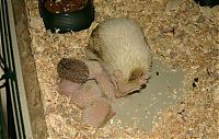 Fauna & Flora: birth of hedgehogs