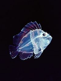 Fauna & Flora: translucent deep sea creature