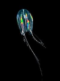 TopRq.com search results: translucent deep sea creature