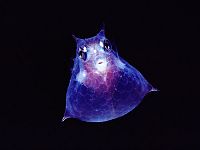 TopRq.com search results: translucent deep sea creature