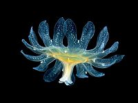 TopRq.com search results: translucent deep sea creature