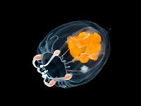 Fauna & Flora: translucent deep sea creature