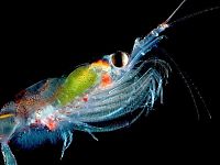 Fauna & Flora: translucent deep sea creature