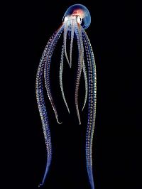 Fauna & Flora: translucent deep sea creature