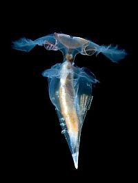 Fauna & Flora: translucent deep sea creature