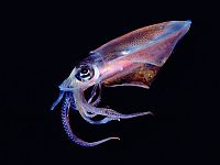 TopRq.com search results: translucent deep sea creature