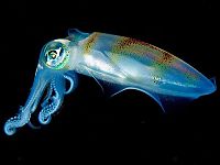 Fauna & Flora: translucent deep sea creature