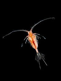 Fauna & Flora: translucent deep sea creature