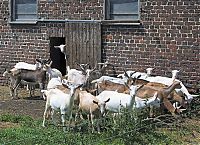 Fauna & Flora: funny goat