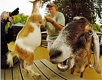 TopRq.com search results: funny goat